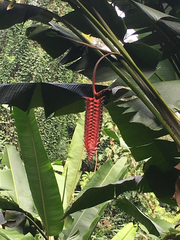 Heliconia mariae
