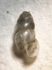 Gastrocopta corticaria