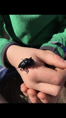 Bloody-nosed Beetle, Great Britain, Penarth, Wales, GB, photo 6 of 10