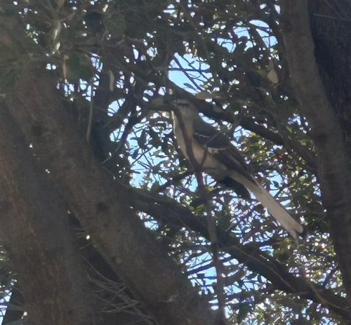 Northern Mockingbird