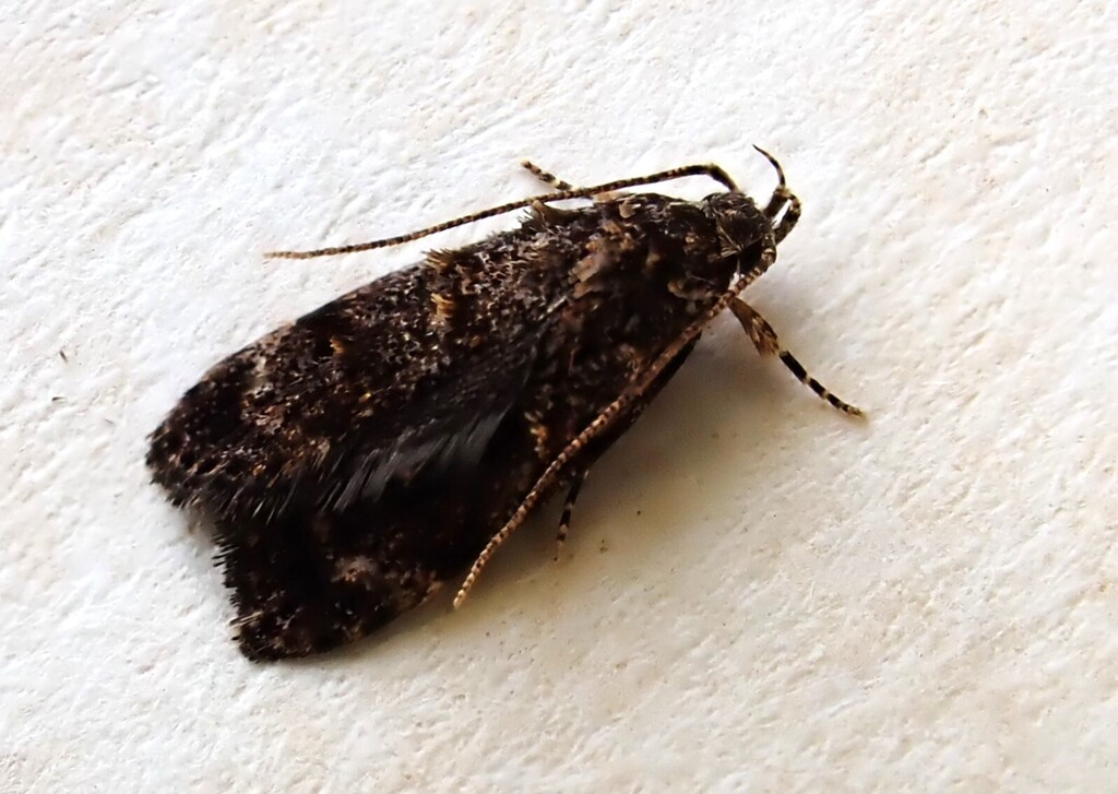 Izatha dasydisca