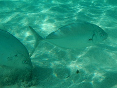 Pseudocaranx dentex