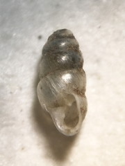 Gastrocopta corticaria