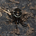 Steatoda ancorata - Photo (c) Lucas Rubio, some rights reserved (CC BY), uploaded by Lucas Rubio