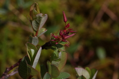 Salix myrtilloides