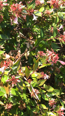 Abelia × grandiflora