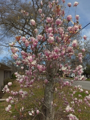 Magnolia × soulangeana