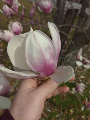 Magnolia × soulangeana
