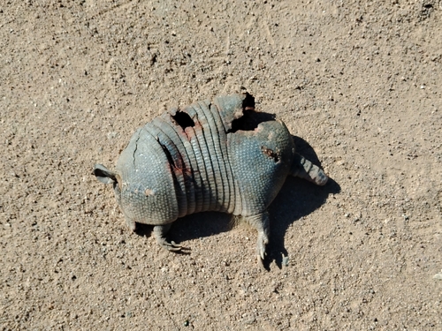 Tatú observed by sofia74008