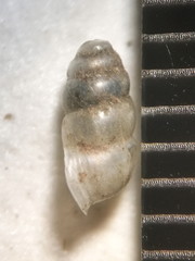 Gastrocopta corticaria
