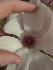 Magnolia × soulangeana