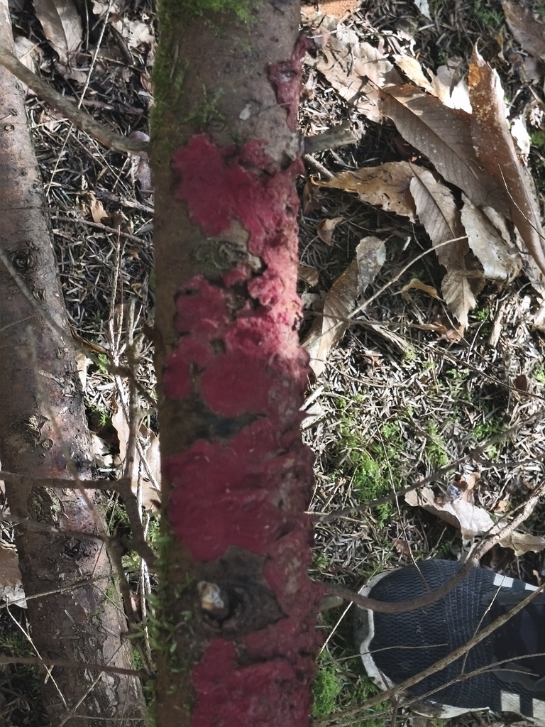 Hymenochaete cruenta · February 2026 · photo: © mycototor (iNaturalist, cc-by)