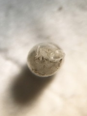 Gastrocopta corticaria