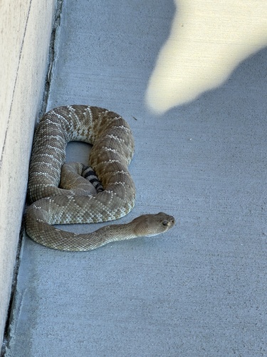 Red Diamond Rattlesnake