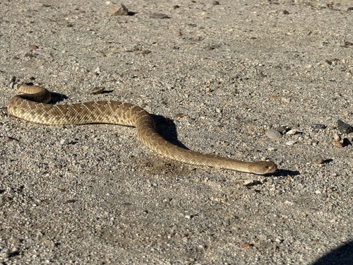 Red Diamond Rattlesnake