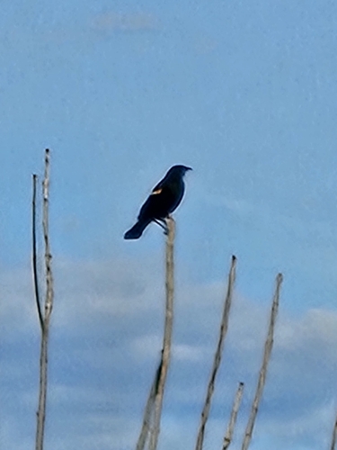 Red-winged Blackbird