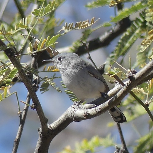 Black-tailed Gnatcatcher (Polioptila melanura), photo 7