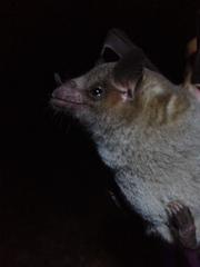 Leptonycteris nivalis