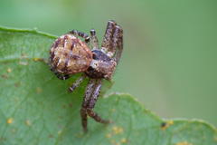 Xysticus audax