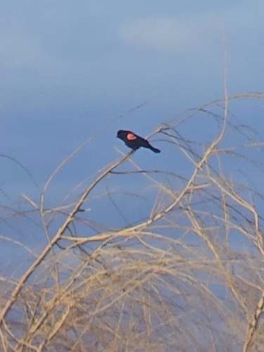 Red-winged Blackbird