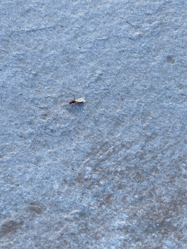 Red Imported Fire Ant