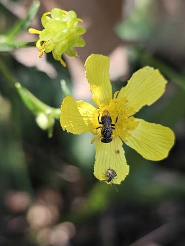Abeja güerita
