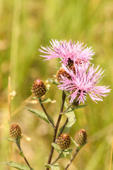 Centaurea phrygia abbreviata