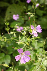 Geranium gracile