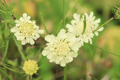 Scabiosa bipinnata