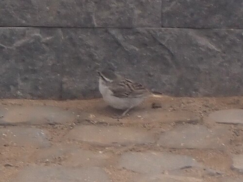 Iago Sparrow (Passer iagoensis), photo 5