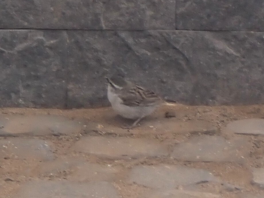 Iago Sparrow (Passer iagoensis), photo 5