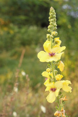 Verbascum