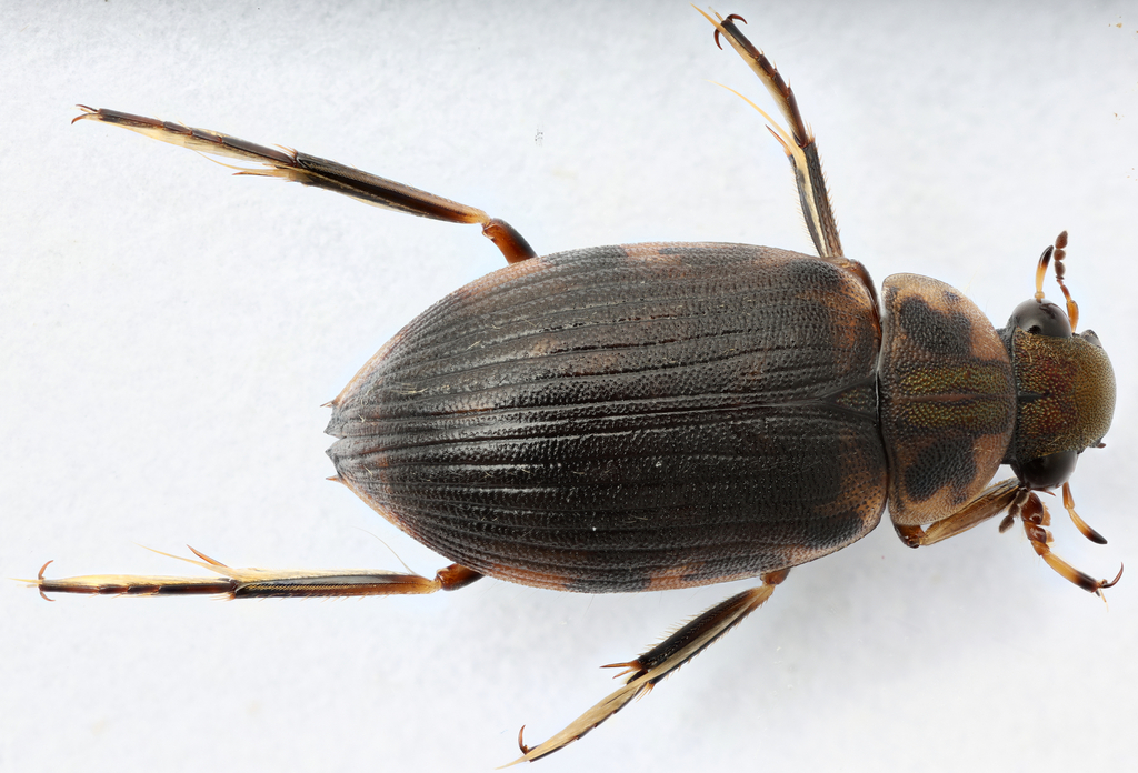 Berosus hoplites