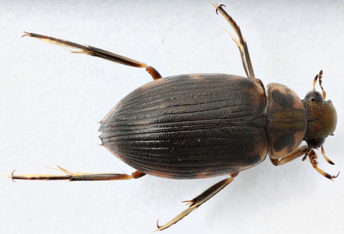 Berosus hoplites