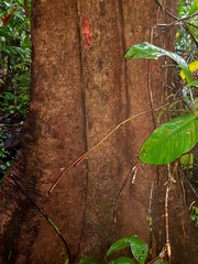 Sacoglottis trichogyna