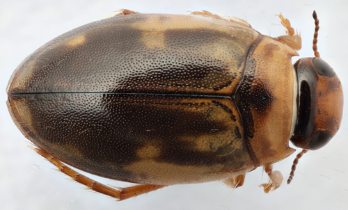 Hygrotus wardii