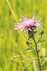 Centaurea phrygia abbreviata