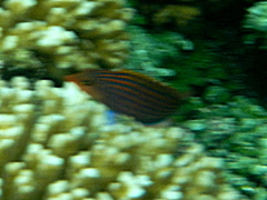 Pseudocheilinus hexataenia