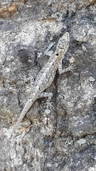 Cnemaspis littoralis