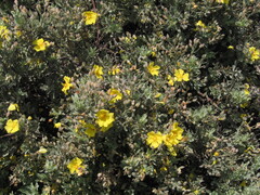 Sage-leaved Cistus (Cistus halimifolius)