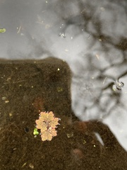 Azolla caroliniana