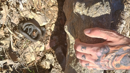 Western Ratsnake observed by neherper
