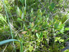 Salix myrtilloides