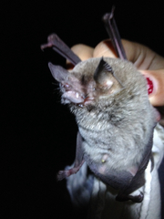 Pteronotus parnellii