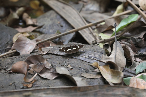 Forest Glade Nymph