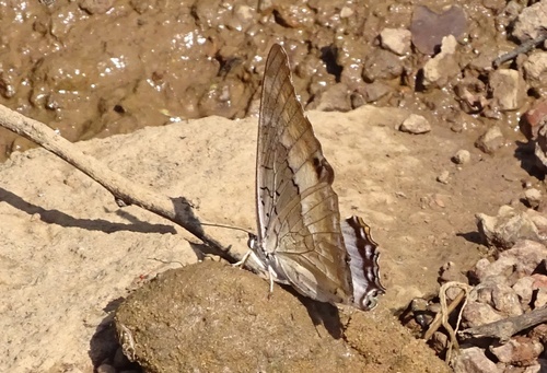 Charaxes bernardii