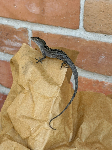 Brown Anole