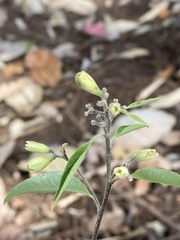Cestrum thyrsoideum