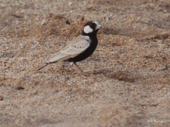 Eremopterix nigriceps