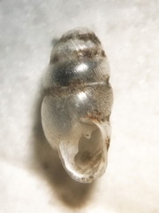 Gastrocopta corticaria